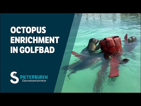 Octopus enrichment in Golfbad 🐙🦭