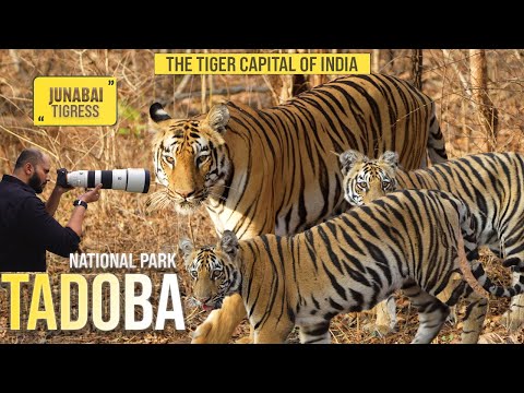 Tadoba National Park | Junabai Tigress With her Cubs | The Safari of a Lifetime