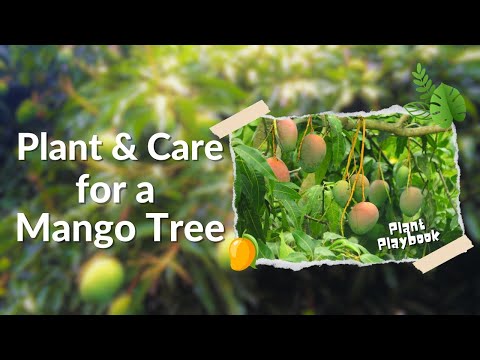 How to Plant and Care for a Mango Tree | New Series on Our Nursery Channel!