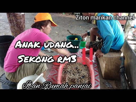 Musim anak udang/senik..🦐