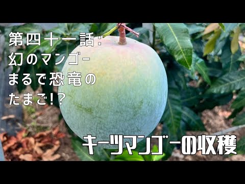 【第四十一話】手塩にかけた結果がこれだ！ 〜 キーツマンゴーの収穫 〜