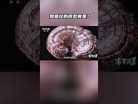 如意纹的原型竟是？