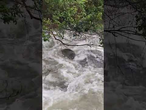 雨中的虹橋八連溪流