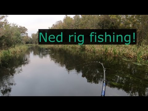 Ned rig fishing! Largemouth and Suwannee bass