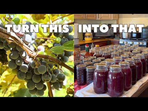 How We Processed 2 Bushels of Grapes!