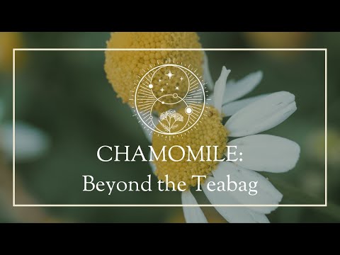 Chamomile: Beyond the Teabag