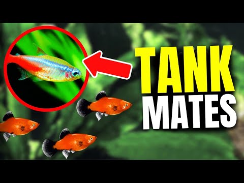 15 BEST Platy Tank Mates...