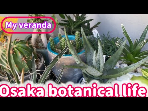 🍃Osaka botanical life🍃My Veranda・植物の生長と最近の購入品の寄せ植え💗