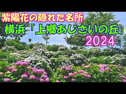 【4K】紫陽花の隠れた名所 横浜「上郷あじさいの丘」2024