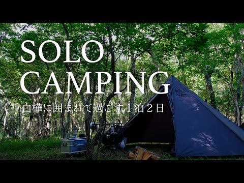 SOLO Overnight Camping in White Birch Forest(Japan, bushcraft, summer camping)