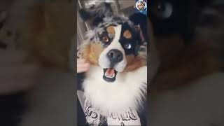 BEST Furry TikToks compilation 0584 #shorts #furrytiktok #furry  #funnyvideo  #youtube   #furries