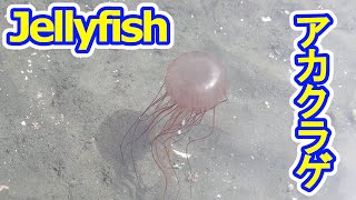 猛毒クラゲ　アカクラゲ　くらげ　jellyfish　obor-obor　медузи　medusas　méduse　ubur-ubur　قناديل البحر　con sứa　アマモ　ブルーカーボン