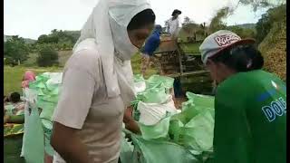 Rice threshing machine || Paddy harvester machine || || Village Life || By Gloria Sabusido