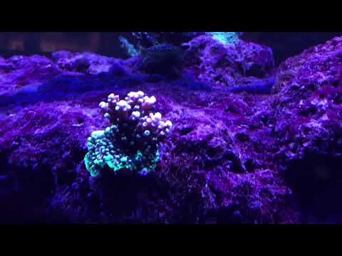 Back Side of My 360g Reef Tank Corals