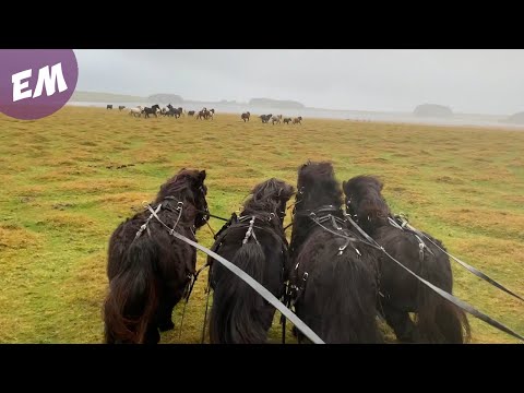 Bog Sledging Highlights....Yes it's a thing in Cornwall, who needs snow!