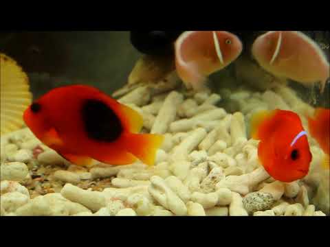 印度紅小丑Red saddleback anemonefish  5k