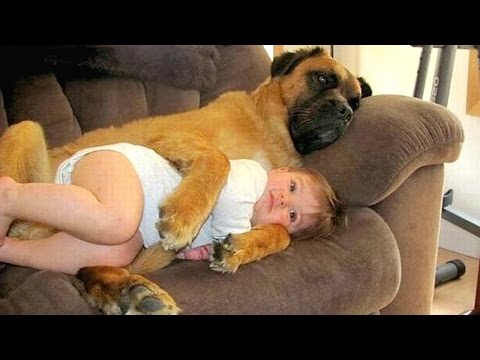 Big Dog and Baby Compilation