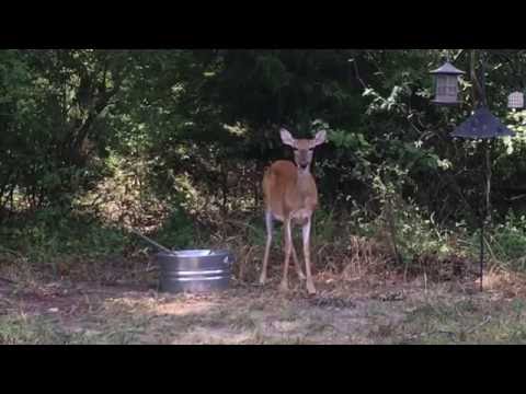 Ada the Deer Comes When I Coax Her From the Woods--July 21, 2016