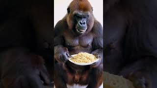 Gorillas also love to eat spaghetti #funny #pets #gorilla #cute #monkey #chimpanzee #christmas