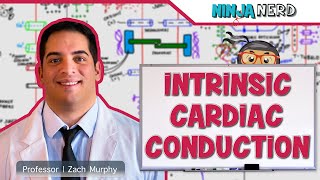 Cardiovascular | Electrophysiology | Intrinsic Cardiac Conduction System