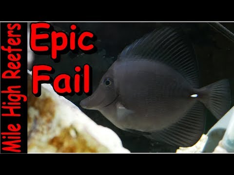 Epic Fail Adding a Hybrid Black Tang to My Tank