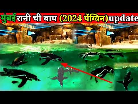 Mumbai byculla zoo penguin (पेंग्विन ) | Rani bagh zoo mumbai 2024 | complete Tour of Rani bagh zoo