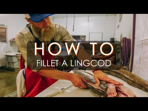 How to fillet a Lingcod | demonstrated by fishmonger Brian Colgate