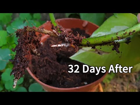 How to propagate Pothos | Propagating Pothos | Easiest methods of propagation of Pothos