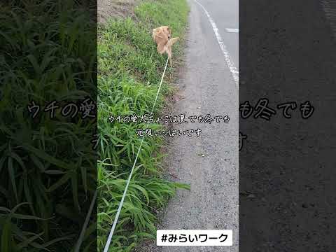 【みらいワーク】福島ではイナゴを食べるよ🦗😱