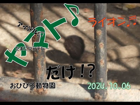 おびひろ動物園　オンリーヤマト♬キャプ無しデー♬ご堪能ください♪