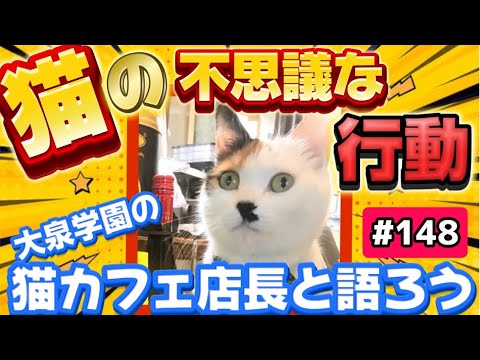 【猫のとる謎の行動とは？！猫の飼い主さん、きっと思い当たる！！】カフェモフリーその２　ロードふじみch#１４８