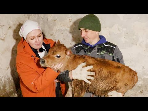 МЕСЯЦ ПОСЛЕ РОДОВ И ОПЯТЬ ПОПОЛНЕНИЕ🫨🥹