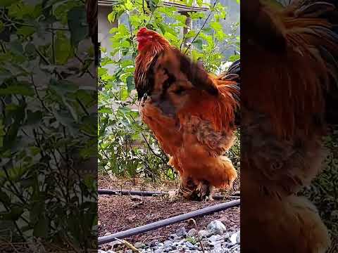 Massive Buff Brahma Rooster | Masha Allah | #fjfarms #brahmachicken #buffbrahma #rooster #shorts