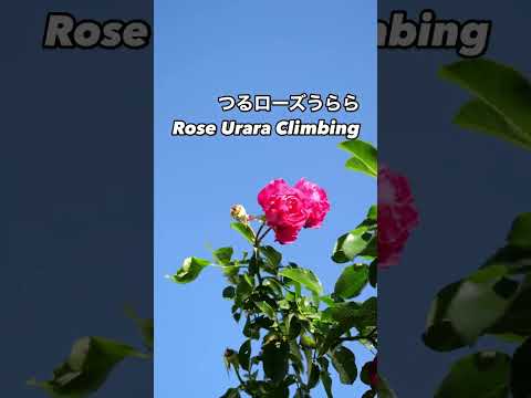 返り咲きの美しさ：つるローズうらら Rose Urara Climbing⠀ピンクの秋花が咲いた。2024年12月3日⠀京成バラ園芸Keisei Rose Gardenのクライミングローズ。