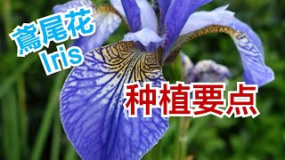 鸢尾花及分株 How to Plant Iris Flower