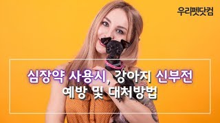 강아지 심장약 사용시 신장 건강관리와 신부전 예방 및 대처방법