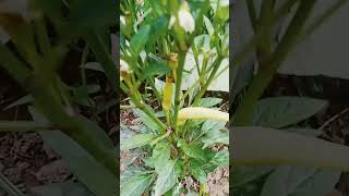 yellow chilli plant