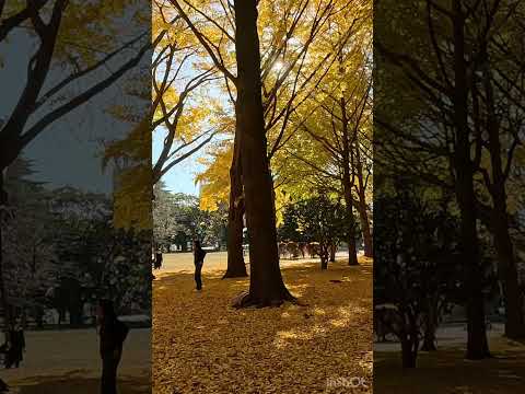 Winter day in Tokyo（Yoyogi Park）東京での冬の一日（代々木公園） #japan #travel #japantravel #trip #旅行 #holiday #渋谷