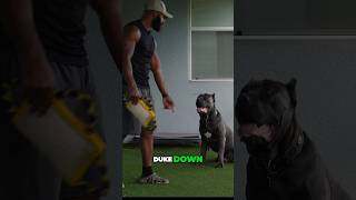 Cane Corso Training Example 🐾