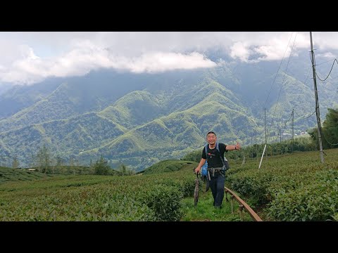 溪頭孟宗山莊前15.5K牌坊下車→木馬古道→廣闊茶園與壯觀群山環繞→略過銀杏步道→武岫農場→觀景台步道→海拔1500公尺的觀霧亭，絕佳景觀，涼爽怡人的山嵐繚繞，2.5小時後下山→美麗繡球花園→羊彎上車