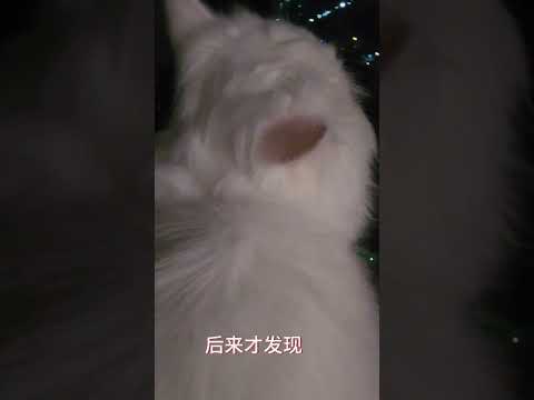 最近一到晚上，我家猫就趴窗户，我以为他是看到了小虫子，没想到……我的傻大儿，他是不是忘了，他已经绝育了。 #猫 #可爱到爆炸 #猫咪迷惑行为 #可爱的猫咪