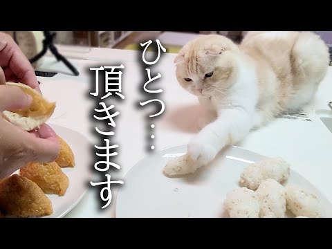 初めて猫といなり寿司を作ってたら盗み食いしょうとこうなった