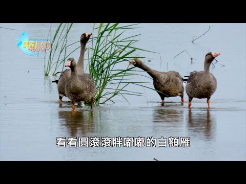 【宜蘭】冬候鳥 蘭陽平原上的精采鳥事｜環境保護｜403｜#美麗心台灣