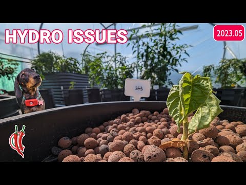 Some Issues with the Hydroponics (2023.05)