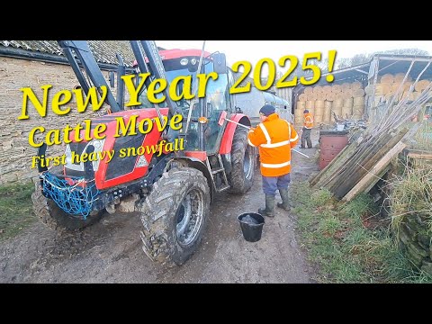 A New Year 2025! Zetor gets  a wash , cattle move Heavy snow fall 2025