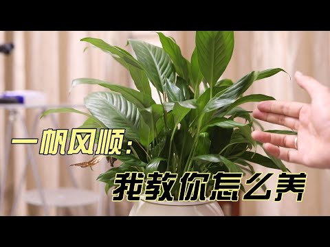 一帆风顺怎么养？园艺师教你，一帆风顺的详细养护技巧