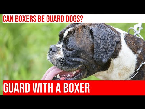 Can Boxers Be Trained for Protection Work?