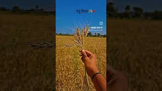 #kisan #kisanektazindabaad #farming #kisanandolan #kisanprotestdelhi #shortvideo #agriculture #agri