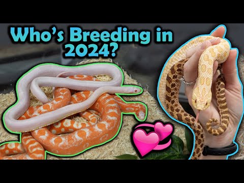 Snake Breeding Plans 2024!