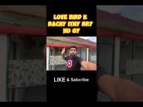 Love Bird K Bachy Itny Bry Ho Gy | #shorts #petvlog #inzioribrahim